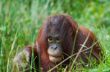 cute orangutan