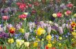colorful flower garden