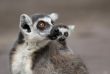 mother and baby ring-tailed lemur