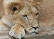 female lion