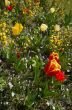 colorful flower garden