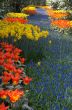 colorful flower garden
