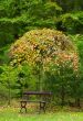 autumn in the park