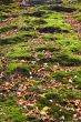 autumn in the park