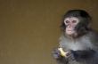 cute baby monkey