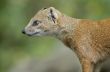 mongoose