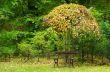 autumn in the park