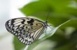 close-up of a beautiful butterfly