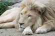Male Lion