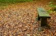 autumn in the park