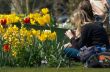 colorful flower garden in spring