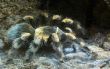 big hairy spider