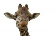 Funny giraffe on white