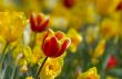 colorful flower garden