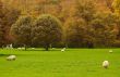 autumn in the park