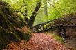 autumn in the park