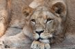 female lion