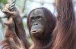 orangutan