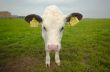 funny baby cow