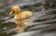 close-up of a cute duckling