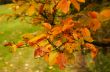 autumn in the park