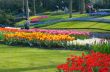 colorful flower garden