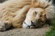 Male Lion