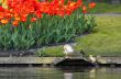 colorful flower garden in spring