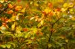 autumn in the park