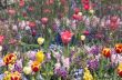 colorful flower garden in spring