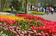 colorful flower garden