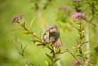 Sparrow on a blossoming branch