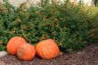 Pumpkins and Orange Flowers