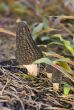 Family of morels