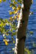 Autumn birch