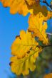 Oak leaves