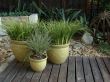 Trio of Potplants