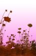 floral style textures