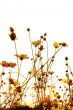 floral style textures