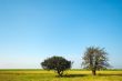 summertime trees