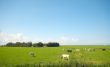 summer farmland