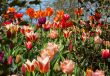 flower background