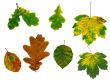 Isolated autumn leaves