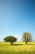 trees in summer