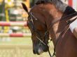 Beautiful horse