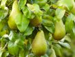 fresh pears