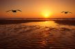 seagulls and sunset