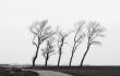 trees in  winter