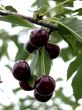 Door County Cherries