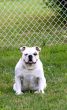 English Bulldog